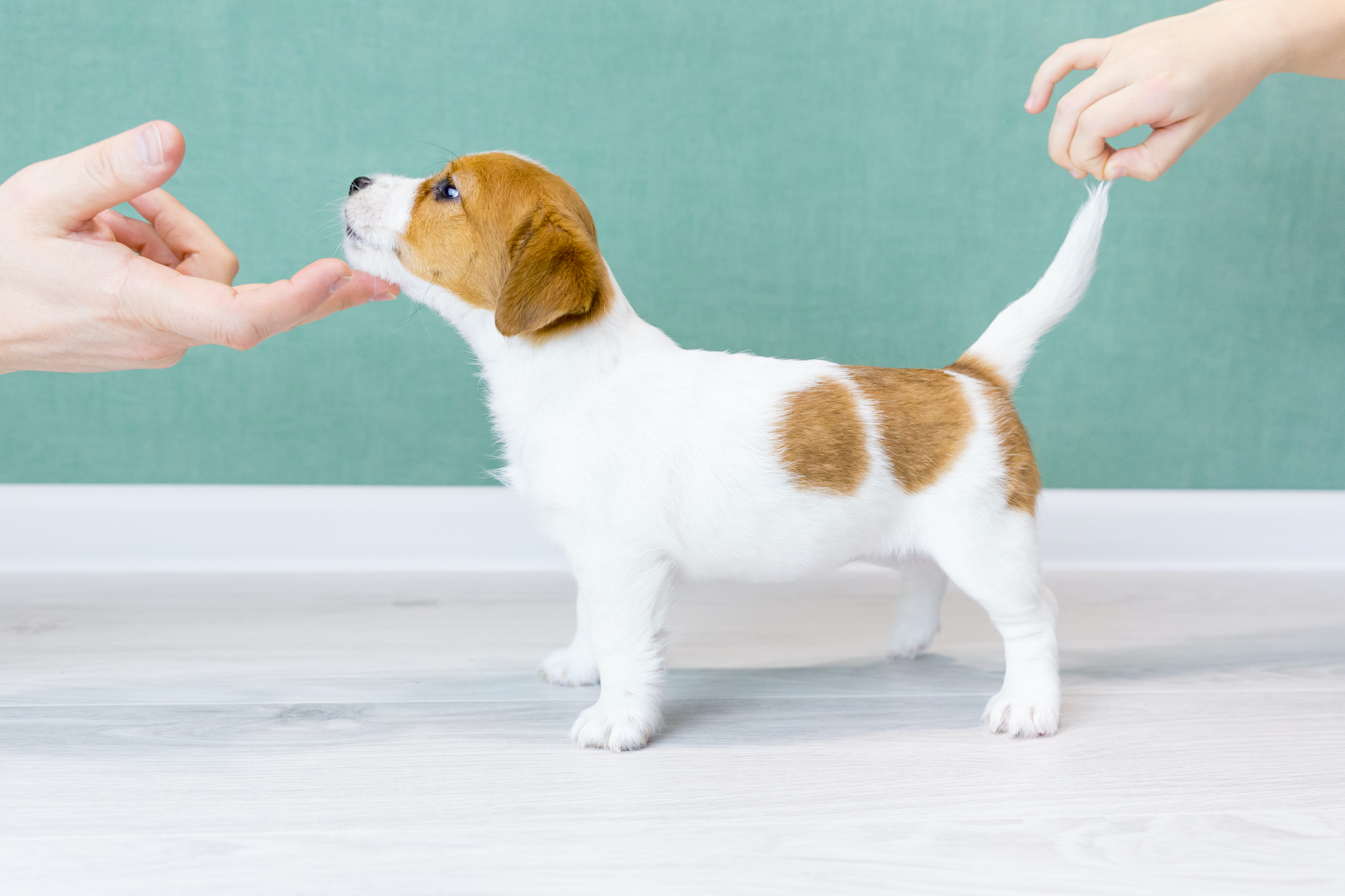 Happy dog show 2019
