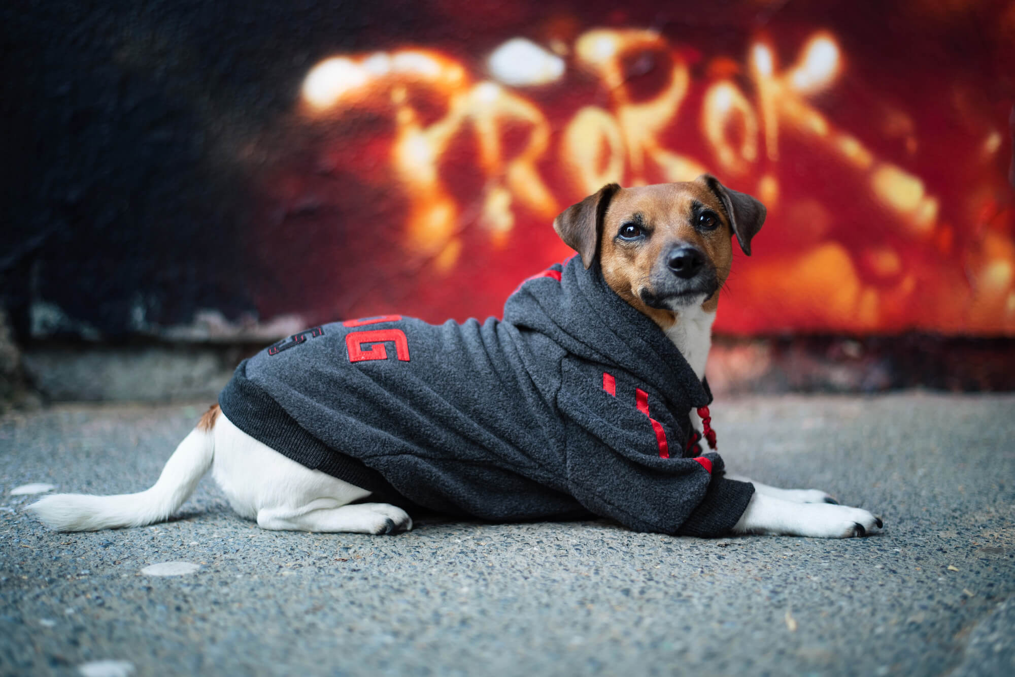 Dog15 mikina pro psa - mikiny pro psy - levneknihy.lol