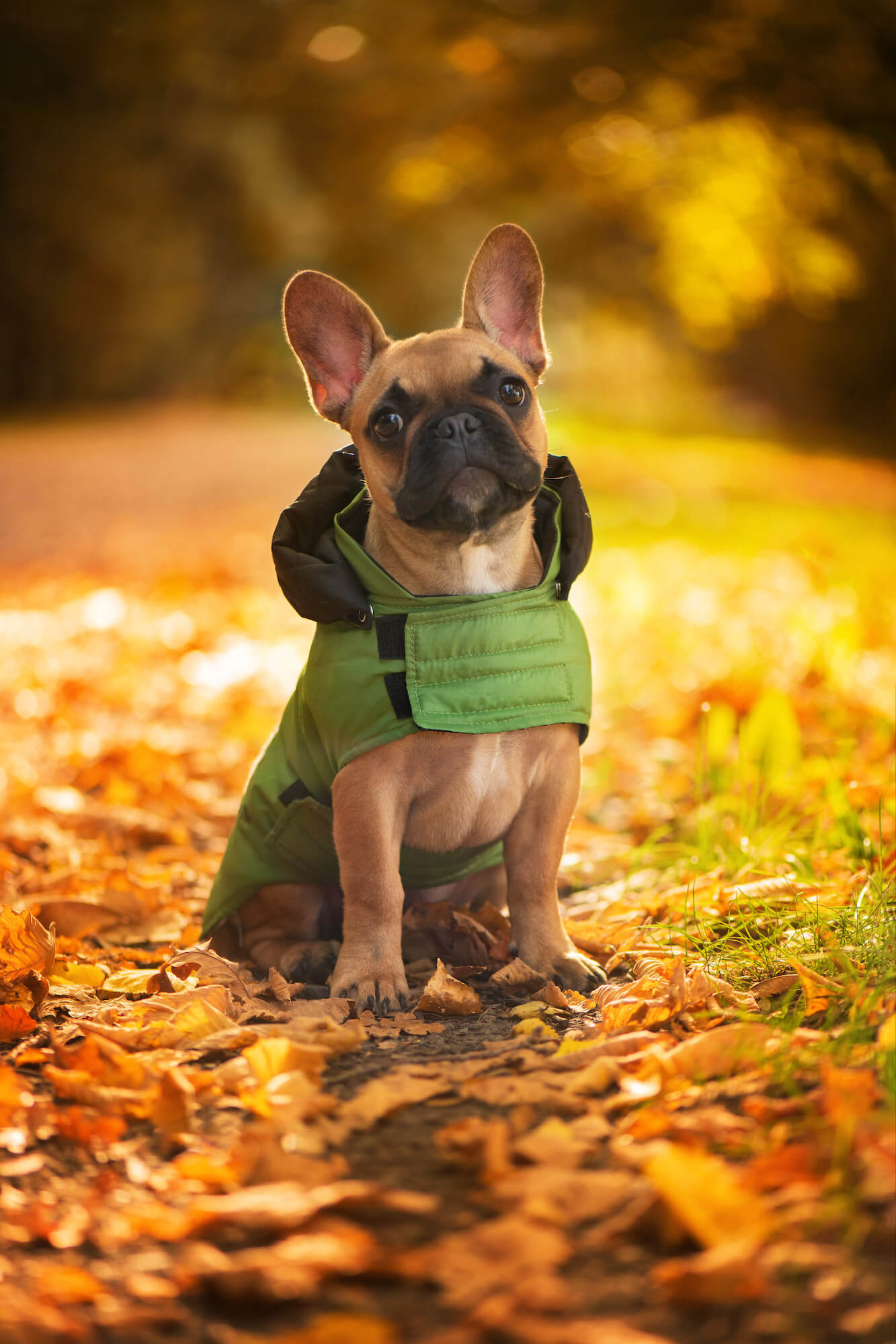 Autumn pláštěnka pro psa - pláštěnky pro psy - levneknihy.lol
