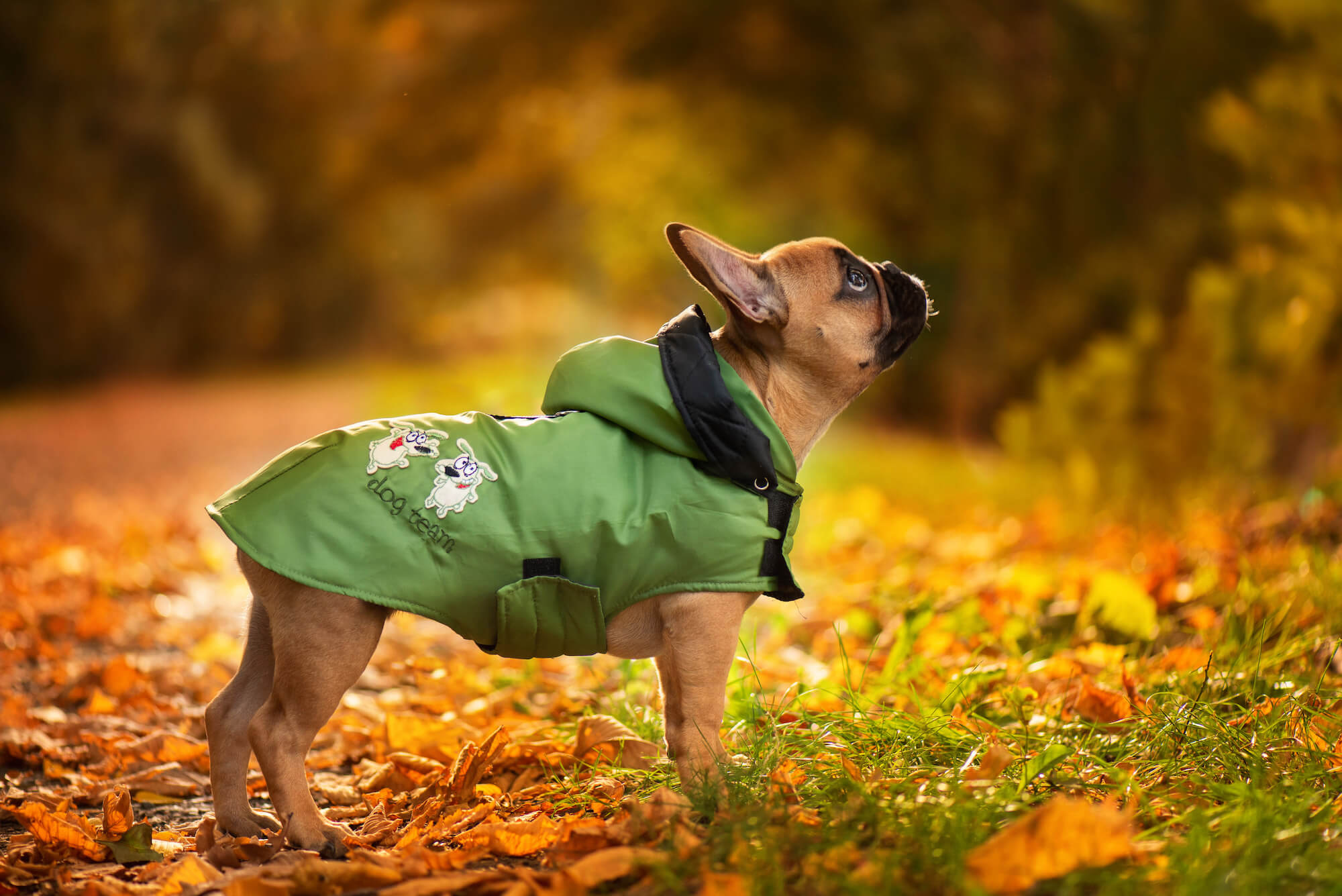 Autumn pláštěnka pro psa - pláštěnky pro psy - levneknihy.lol