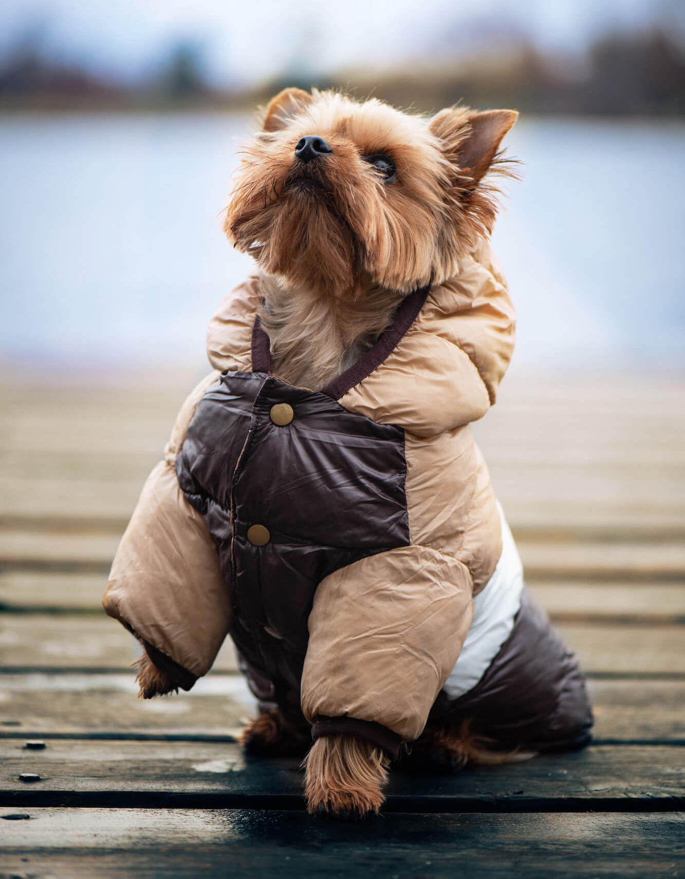 Palaton prošívaná bunda pro psa s kapucí - bunda pro psa - levneknihy.lol