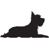 Laying Down Yorkshire Terrier Black