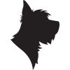 Portrait Yorkshire Terrier Black