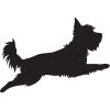 Running Yorkshire Terrier Black