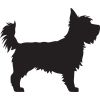 Standing Yorkshire Terrier Black